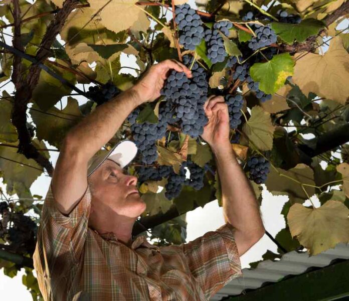 Wybór odpowiednich odmian winorośli do ogrodu oraz zasady sadzenia winorośli.
