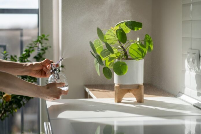 Rośliny doniczkowe idealne do łazienki