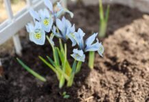 Wiosenne kwiaty w ogrodzie - jak prawidłowo sadzić narcyzy?